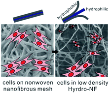 Graphical abstract: Hydro-nanofibrous mesh deep cell penetration: a strategy based on peeling of electrospun coaxial nanofibers