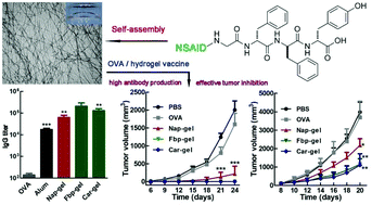 Graphical abstract: Cancer vaccines using supramolecular hydrogels of NSAID-modified peptides as adjuvants abolish tumorigenesis