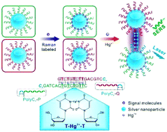 Graphical abstract: Poly-cytosine-mediated nanotags for SERS detection of Hg2+