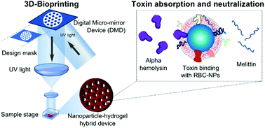 Graphical abstract: Fabrication and characterization of a 3D bioprinted nanoparticle-hydrogel hybrid device for biomimetic detoxification