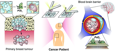 Graphical abstract: Challenging metastatic breast cancer with the natural defensin PvD1