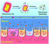 Graphical abstract: Self-discriminating fluorescent hybrid nanocrystals: efficient and accurate tracking of translocation via oral delivery