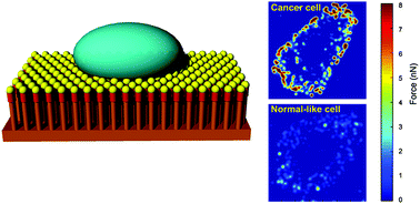 Graphical abstract: Cellular traction forces: a useful parameter in cancer research