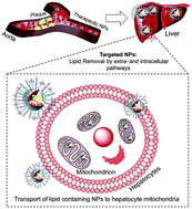 Graphical abstract: Core hydrophobicity tuning of a self-assembled particle results in efficient lipid reduction and favorable organ distribution
