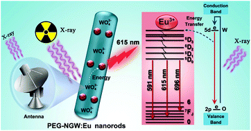 Graphical abstract: High-efficiency X-ray luminescence in Eu3+-activated tungstate nanoprobes for optical imaging through energy transfer sensitization