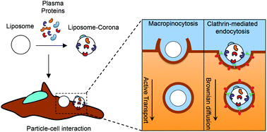 Graphical abstract: An apolipoprotein-enriched biomolecular corona switches the cellular uptake mechanism and trafficking pathway of lipid nanoparticles