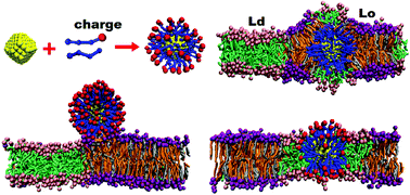 Graphical abstract: Modulating interactions between ligand-coated nanoparticles and phase-separated lipid bilayers by varying the ligand density and the surface charge