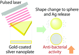 Graphical abstract: Effects of pulsed laser irradiation on gold-coated silver nanoplates and their antibacterial activity