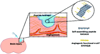 Graphical abstract: Effects of an injectable functionalized self-assembling nanopeptide hydrogel on angiogenesis and neurogenesis for regeneration of the central nervous system