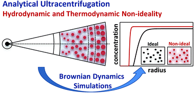 Graphical abstract: Brownian dynamics simulations of analytical ultracentrifugation experiments exhibiting hydrodynamic and thermodynamic non-ideality