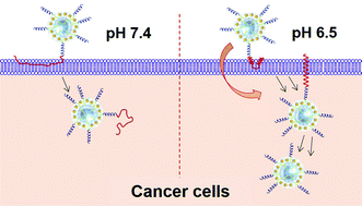 Graphical abstract: An upconversion nanoplatform with extracellular pH-driven tumor-targeting ability for improved photodynamic therapy