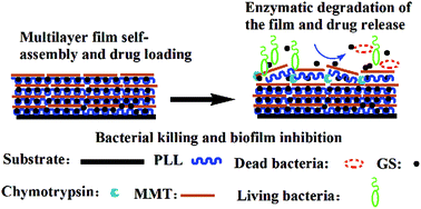 Graphical abstract: Bacterial self-defense antibiotics release from organic–inorganic hybrid multilayer films for long-term anti-adhesion and biofilm inhibition properties