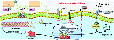 Graphical abstract: Intracellular coassembly boosts the anti-inflammation capacity of dexamethasone