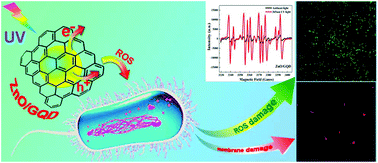 Graphical abstract: Photo-enhanced antibacterial activity of ZnO/graphene quantum dot nanocomposites