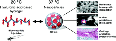 Graphical abstract: Self-assembled thermoresponsive nanostructures of hyaluronic acid conjugates for osteoarthritis therapy