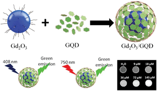 Graphical abstract: Two-photon graphene quantum dot modified Gd2O3 nanocomposites as a dual-mode MRI contrast agent and cell labelling agent