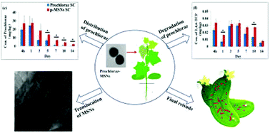 Graphical abstract: Translocation, distribution and degradation of prochloraz-loaded mesoporous silica nanoparticles in cucumber plants