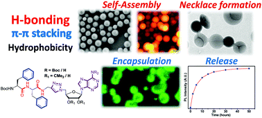 Graphical abstract: New archetypes in self-assembled Phe-Phe motif induced nanostructures from nucleoside conjugated-diphenylalanines