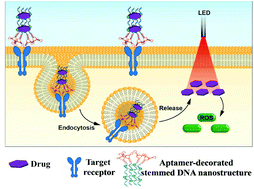 Graphical abstract: Stemmed DNA nanostructure for the selective delivery of therapeutics