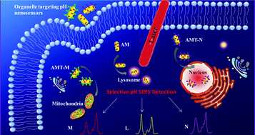 Graphical abstract: Organelle-targeting surface-enhanced Raman scattering (SERS) nanosensors for subcellular pH sensing