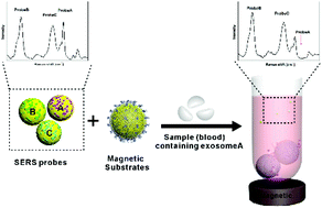 Graphical abstract: Screening and multiple detection of cancer exosomes using an SERS-based method