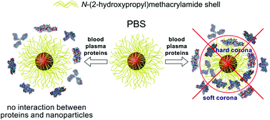 Graphical abstract: Interaction of spin-labeled HPMA-based nanoparticles with human blood plasma proteins – the introduction of protein-corona-free polymer nanomedicine