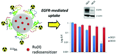 Graphical abstract: 111In-labelled polymeric nanoparticles incorporating a ruthenium-based radiosensitizer for EGFR-targeted combination therapy in oesophageal cancer cells