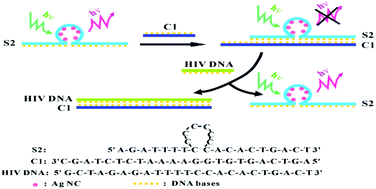 Graphical abstract: HIV-related DNA detection through switching on hybridized quenched fluorescent DNA-Ag nanoclusters
