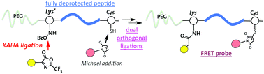 Graphical abstract: Synthesis of tri-functionalized MMP2 FRET probes using a chemo-selective and late-stage modification of unprotected peptides