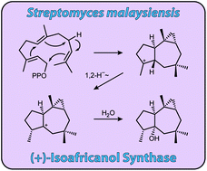 Graphical abstract: Isoafricanol synthase from Streptomyces malaysiensis
