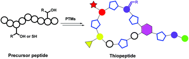 Graphical abstract: Post-translational modifications involved in the biosynthesis of thiopeptide antibiotics