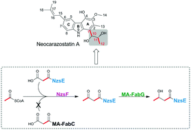 Graphical abstract: Dissection of the neocarazostatin: a C4 alkyl side chain biosynthesis by in vitro reconstitution