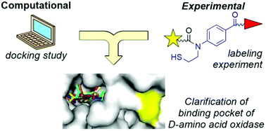 Graphical abstract: Elucidation of inhibitor-binding pockets of d-amino acid oxidase using docking simulation and N-sulfanylethylanilide-based labeling technology