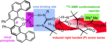 Graphical abstract: Signal transduction in oligoamide foldamers by selective non-covalent binding of chiral phosphates at a urea binding site