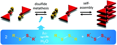Graphical abstract: Dynamic covalent chemistry in aqueous solution by photoinduced radical disulfide metathesis