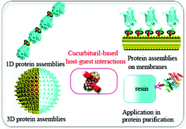 Graphical abstract: Construction of protein assemblies by host–guest interactions with cucurbiturils
