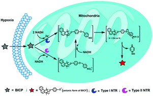 Graphical abstract: A novel off–on fluorescent probe for sensitive imaging of mitochondria-specific nitroreductase activity in living tumor cells