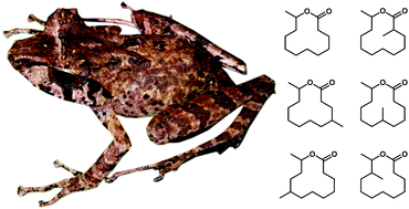 Graphical abstract: A synthetic dodecanolide library for the identification of putative semiochemicals emitted by mantellid frogs