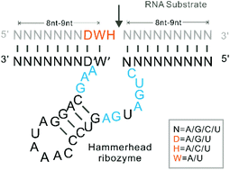Graphical abstract: Re-characterization of hammerhead ribozymes as molecular tools for intermolecular RNA cleavage