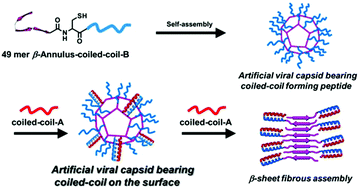 Graphical abstract: Self-assembled artificial viral capsids bearing coiled-coils at the surface