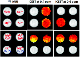 Graphical abstract: 19F CEST imaging probes for metal ion detection