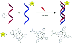 Graphical abstract: Porphyrin-based photosensitizers and their DNA conjugates for singlet oxygen induced nucleic acid interstrand crosslinking