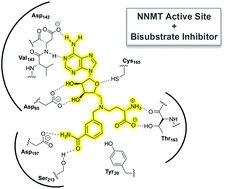 Graphical abstract: Inhibitors of nicotinamide N-methyltransferase designed to mimic the methylation reaction transition state