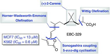 Graphical abstract: 7-Step total synthesis of (+)-EBC-329: Photoisomerisation reveals new seco-casbane family member