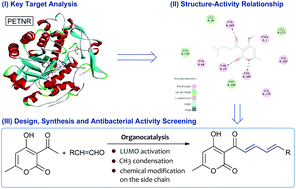 Graphical abstract: Drug design based on pentaerythritol tetranitrate reductase: synthesis and antibacterial activity of Pogostone derivatives