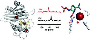 Graphical abstract: 13C-Carbamylation as a mechanistic probe for the inhibition of class D β-lactamases by avibactam and halide ions