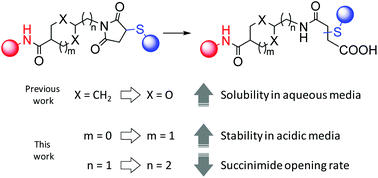 Graphical abstract: Structural investigation of cyclo-dioxo maleimide cross-linkers for acid and serum stability