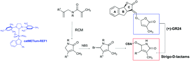 Graphical abstract: Recent advances in the synthesis of analogues of phytohormones strigolactones with ring-closing metathesis as a key step