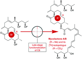Graphical abstract: Modular total syntheses of mycolactone A/B and its [2H]-isotopologue