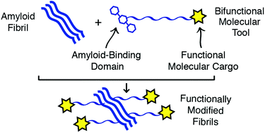 Graphical abstract: A versatile platform for adding functional properties to amyloid fibrils
